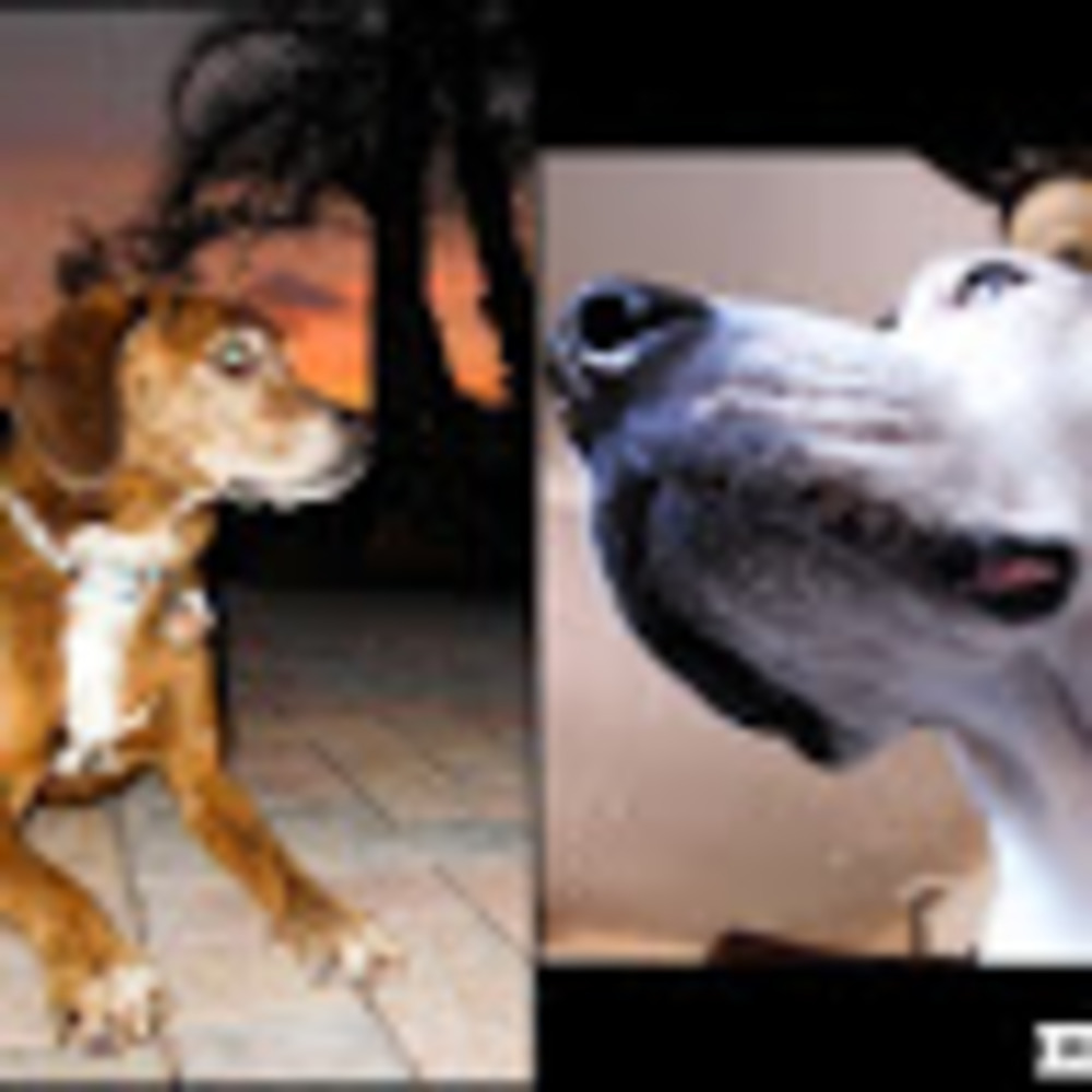 Meet your Posher, Kalee